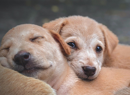 closeup of two puppies