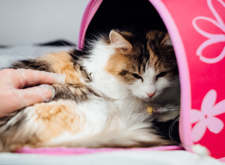 cat sitting outside carrier