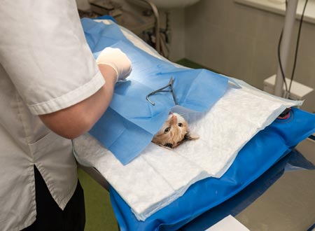 veterinarian operating on sedated cat