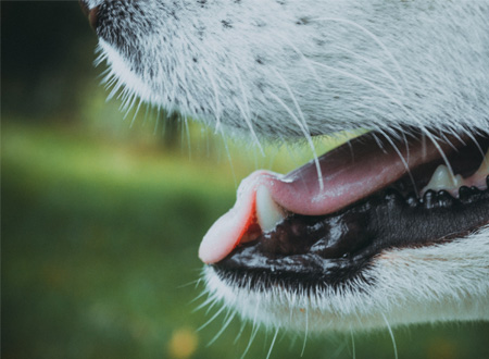 closeup of dog mouth and teeth