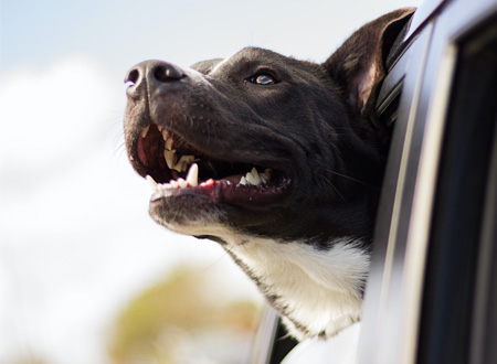 dog with head outside car window