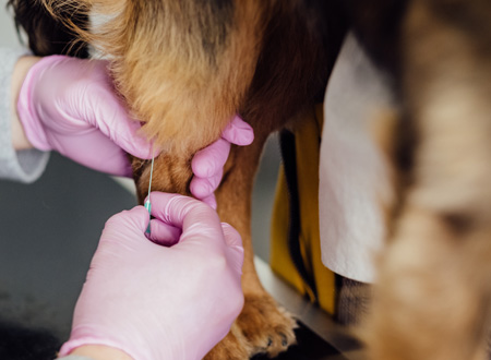 administering vaccine in dog