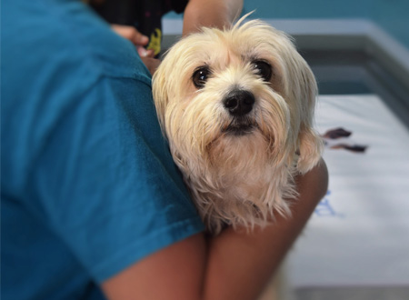 closeup of white dog being held in arm by veterinarian 