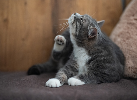 cat on sofa scratching itself