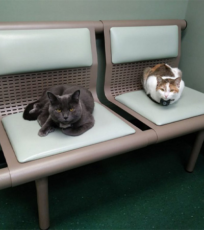 Cinder and Stella sitting in reception chairs