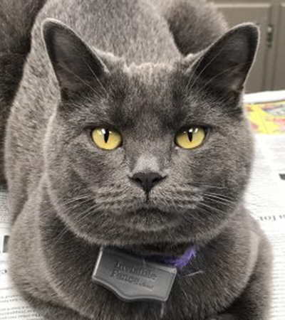 Cinder, clinic cat