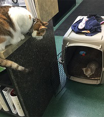 Stella in carrier while Satin watches from above