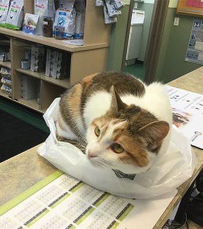 Stella sitting on plastic bag on counter