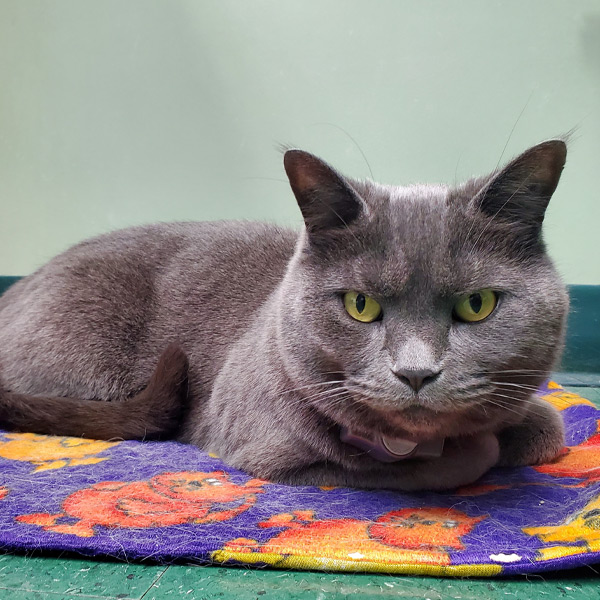 Cinder, grey clinic cat sitting on mat