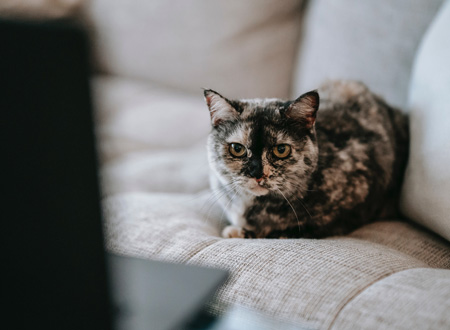 cat sitting on couch in front of laptop