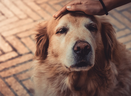 hand petting head of sad dog