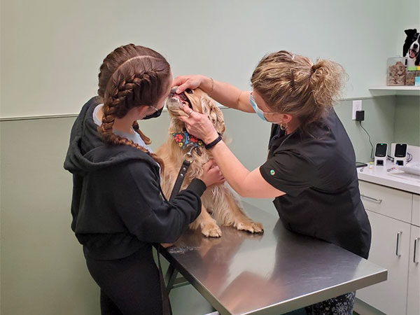 two team members examining dog